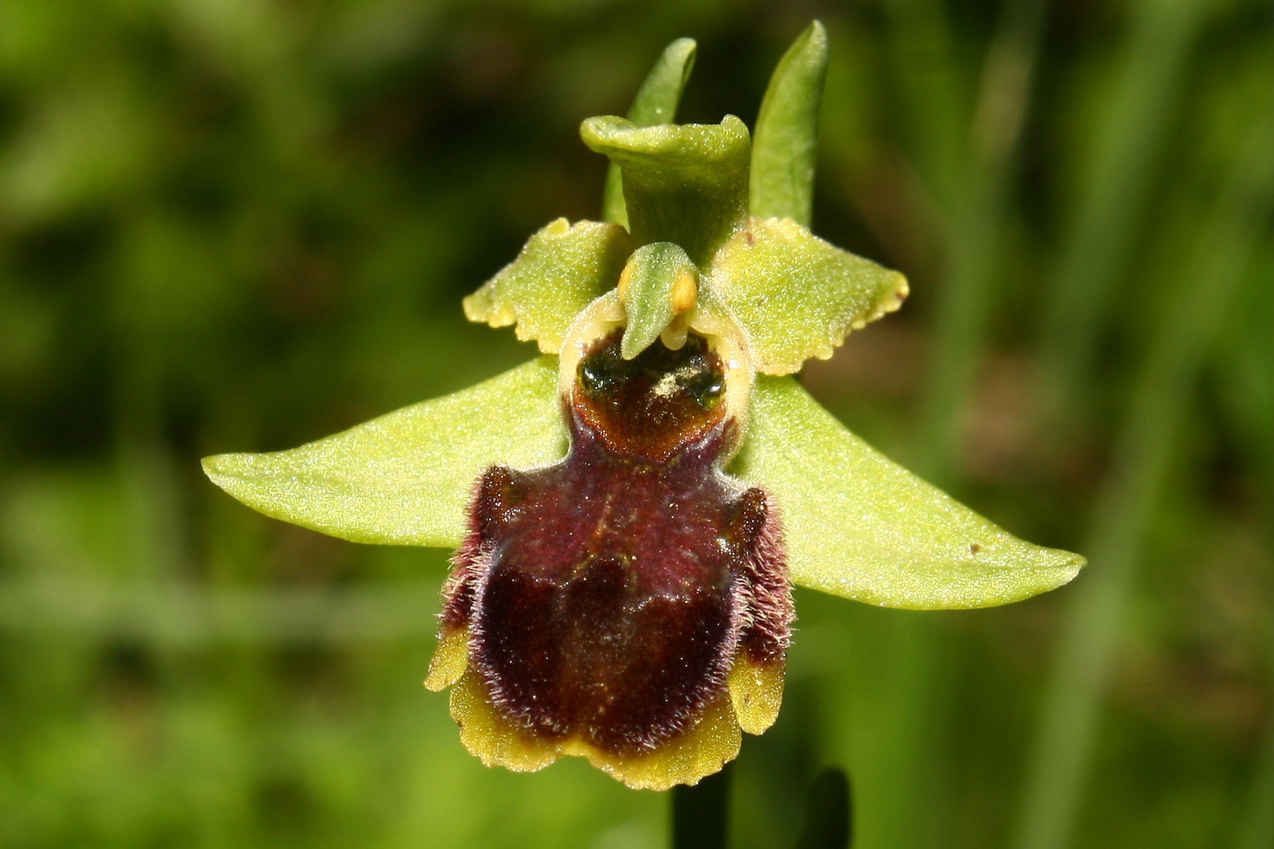 Ophrys sphegodes da determinare-1